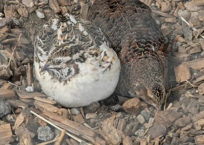 Pferdeparadies Stein 公寓 *