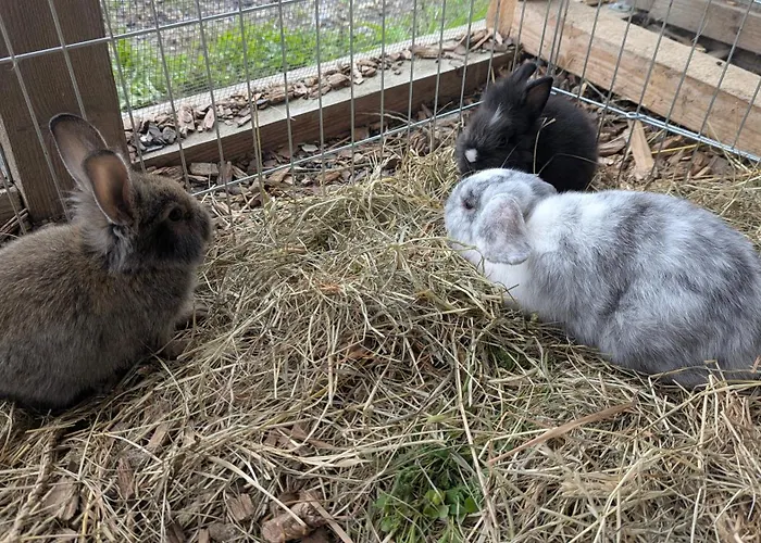 Lejlighed Pferdeparadies Stein *