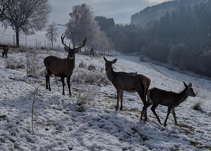 Pferdeparadies Stein