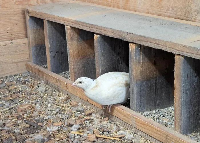 Pferdeparadies Stein *